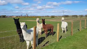 Several Alpacas of different colours in the yard