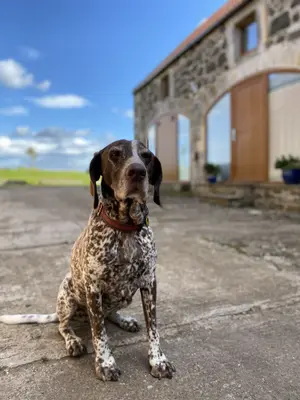 Stone walled cottage wall with a good dog