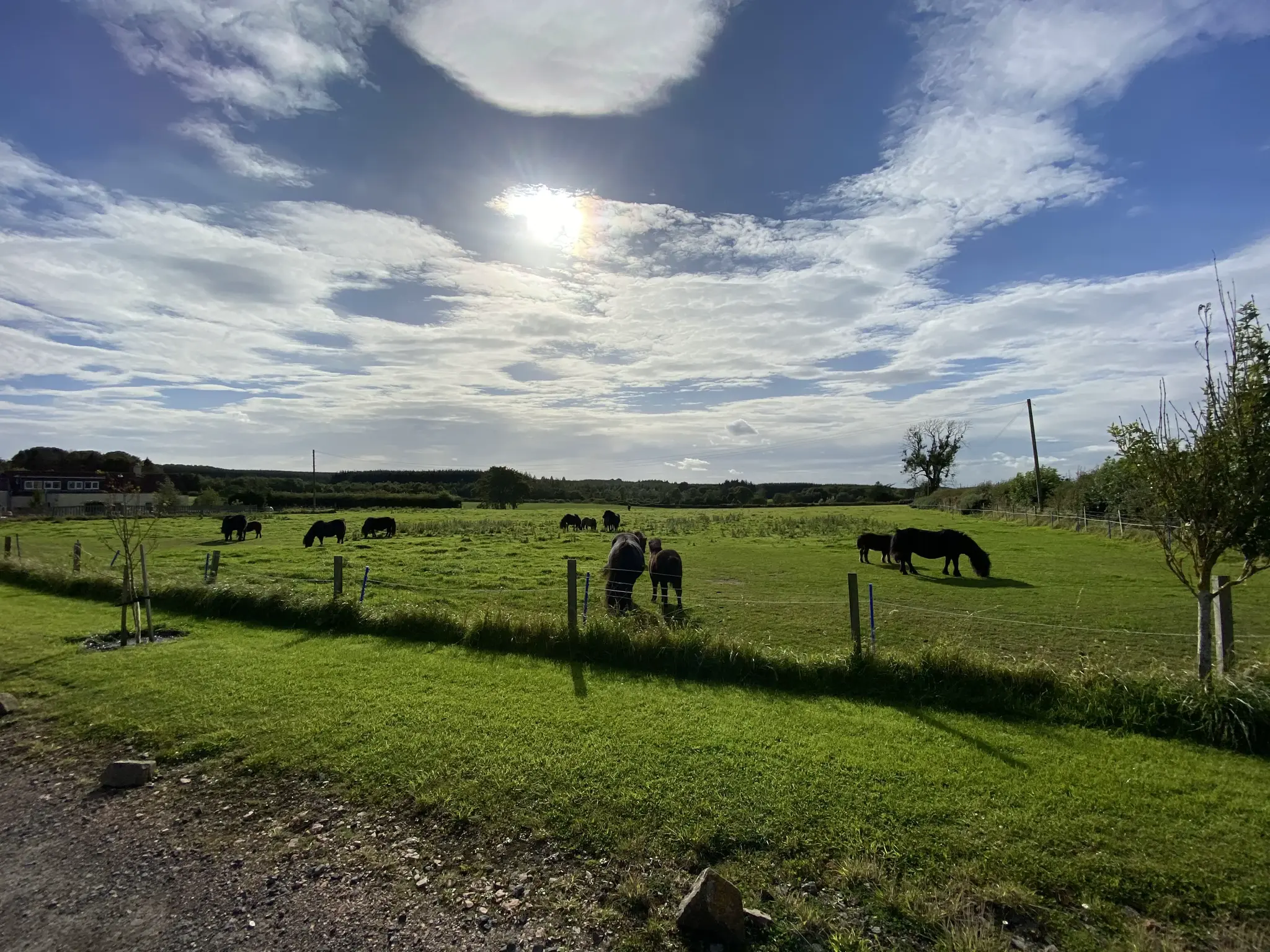 Green grass with horses