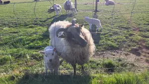 Several sheep in the yard behind a fence